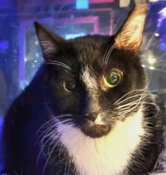 Caesar - Domestic Short Hair
