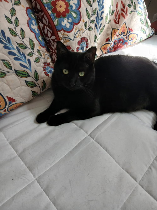 HARRY - Domestic Short Hair available for adoption