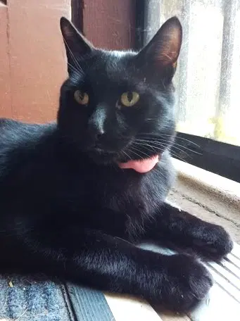Ellington - Domestic Short Hair