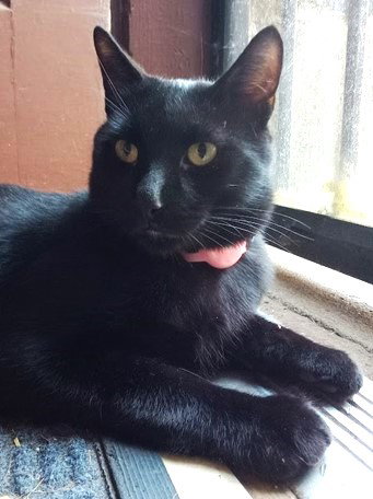 picture of the cat needing adoption