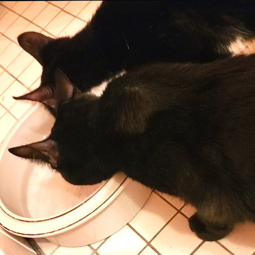 BIRDIE & CHIEF - Domestic Short Hair available for adoption
