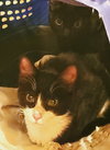 Birdie & Chief - Photo 3