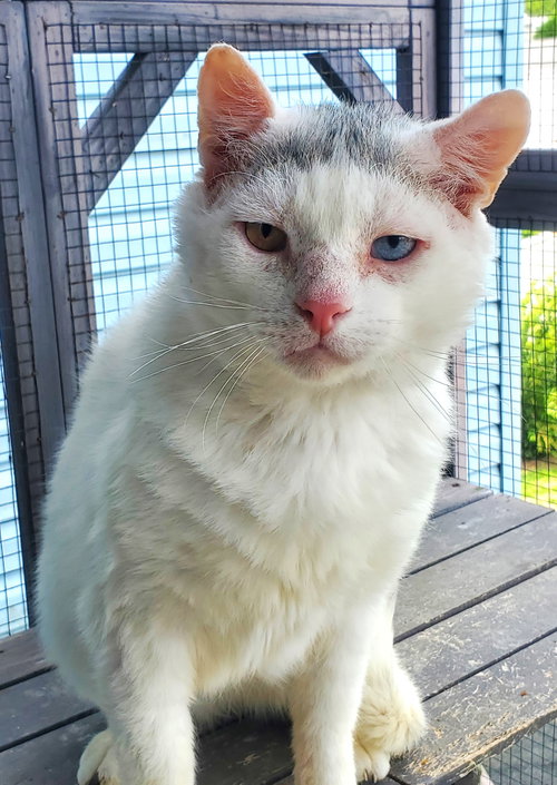 picture of the cat needing adoption