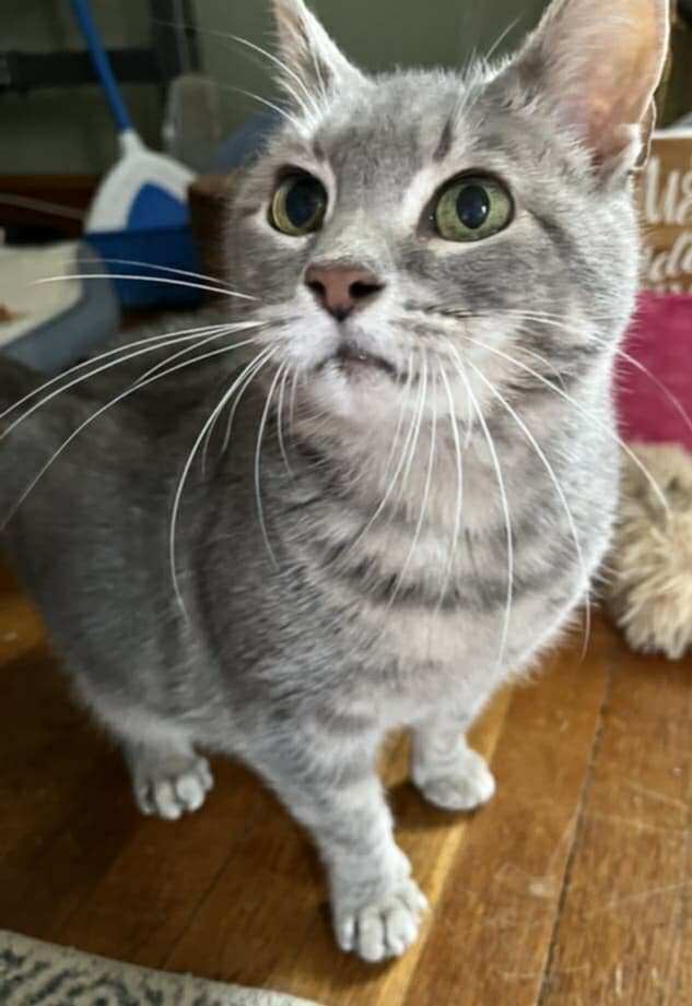 Gracie