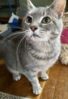 adoptable Cat in , PA named Gracie