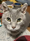 Gracie - Photo 2