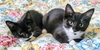Cathy & Peggy - Photo 2