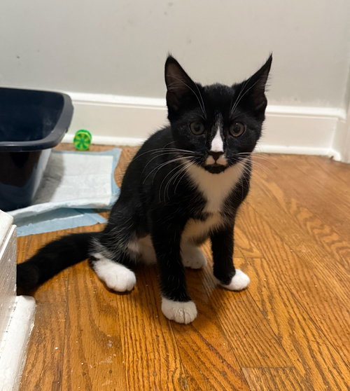 MIA - Domestic Short Hair available for adoption