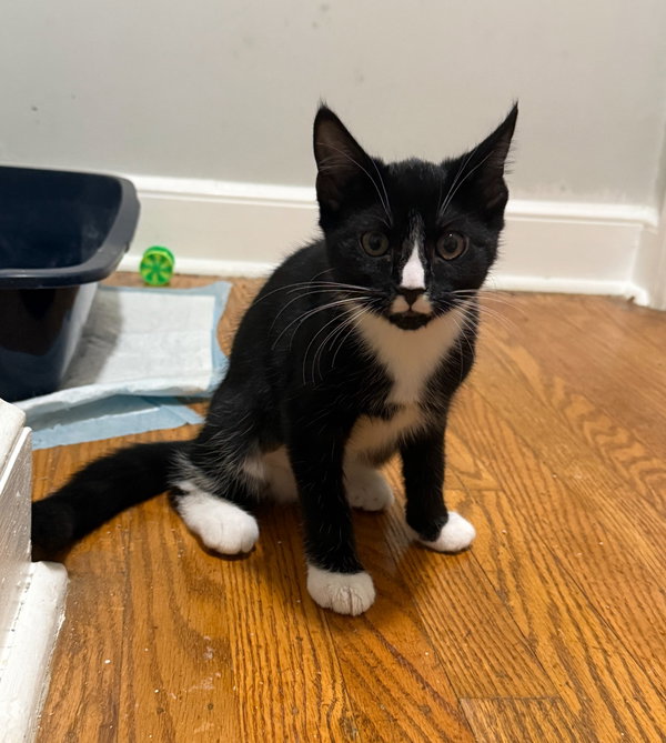 Mia