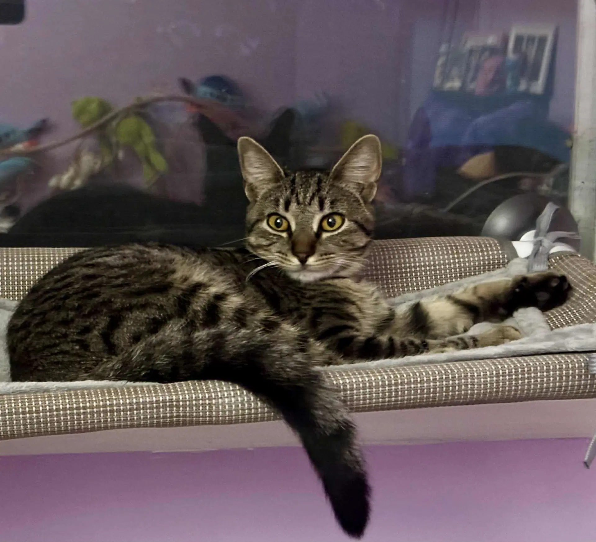 Olive - Domestic Short Hair