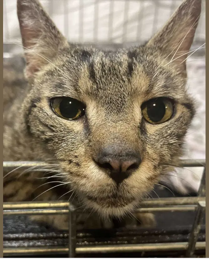Nova - Domestic Short Hair