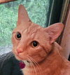 Gillie - Photo 1