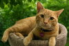Gillie - Photo 2