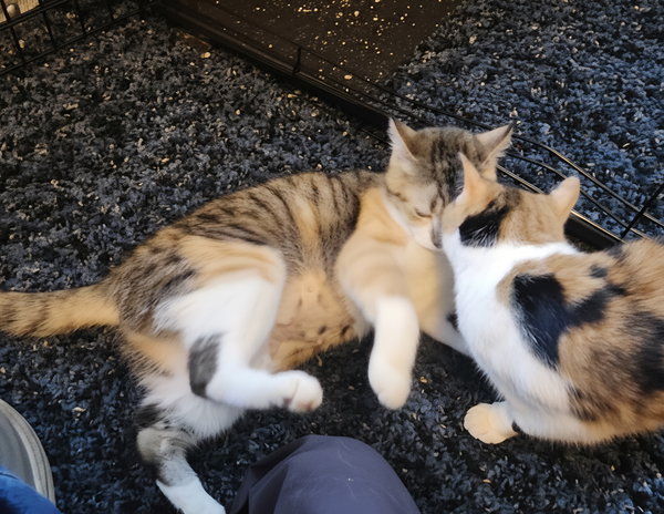 Sage & Rosemary