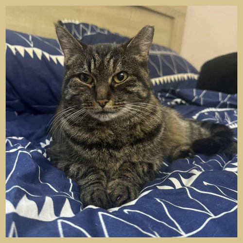 MOLLY - Domestic Short Hair available for adoption