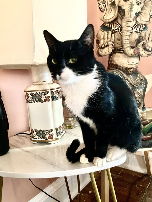 CANDY - Domestic Short Hair available for adoption