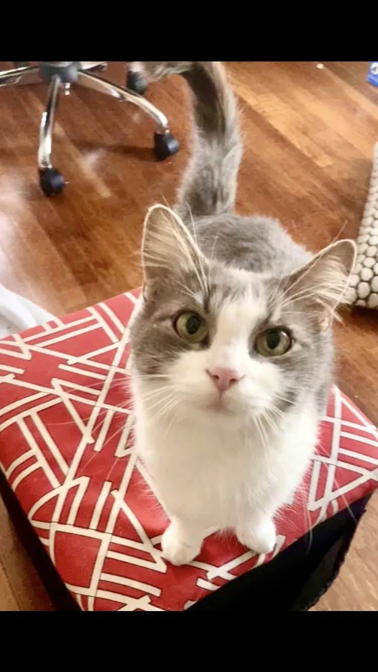 Autumn - Domestic Medium Hair