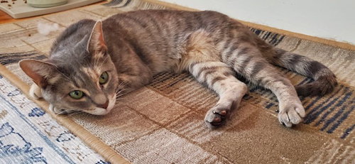 picture of the cat needing adoption