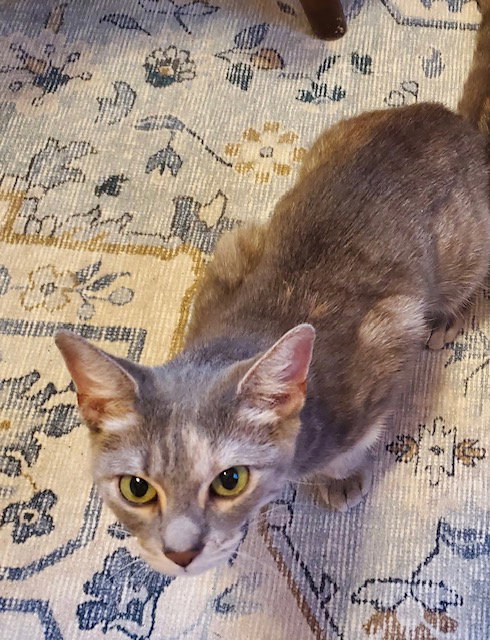 ESSIE - Domestic Short Hair available for adoption