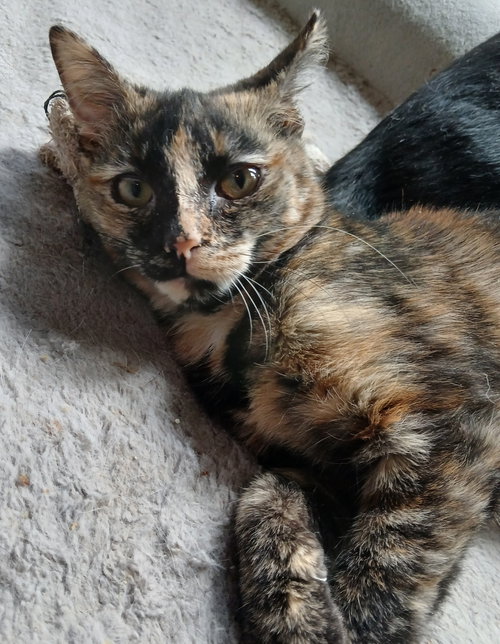 KAHLUA - Tortoiseshell available for adoption