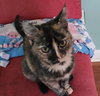 Kahlua - Photo 2