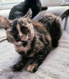 Kahlua - Photo 3