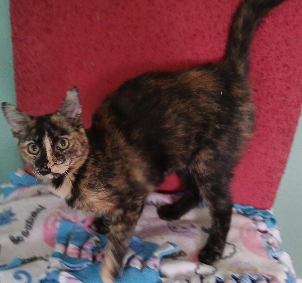 Kahlua