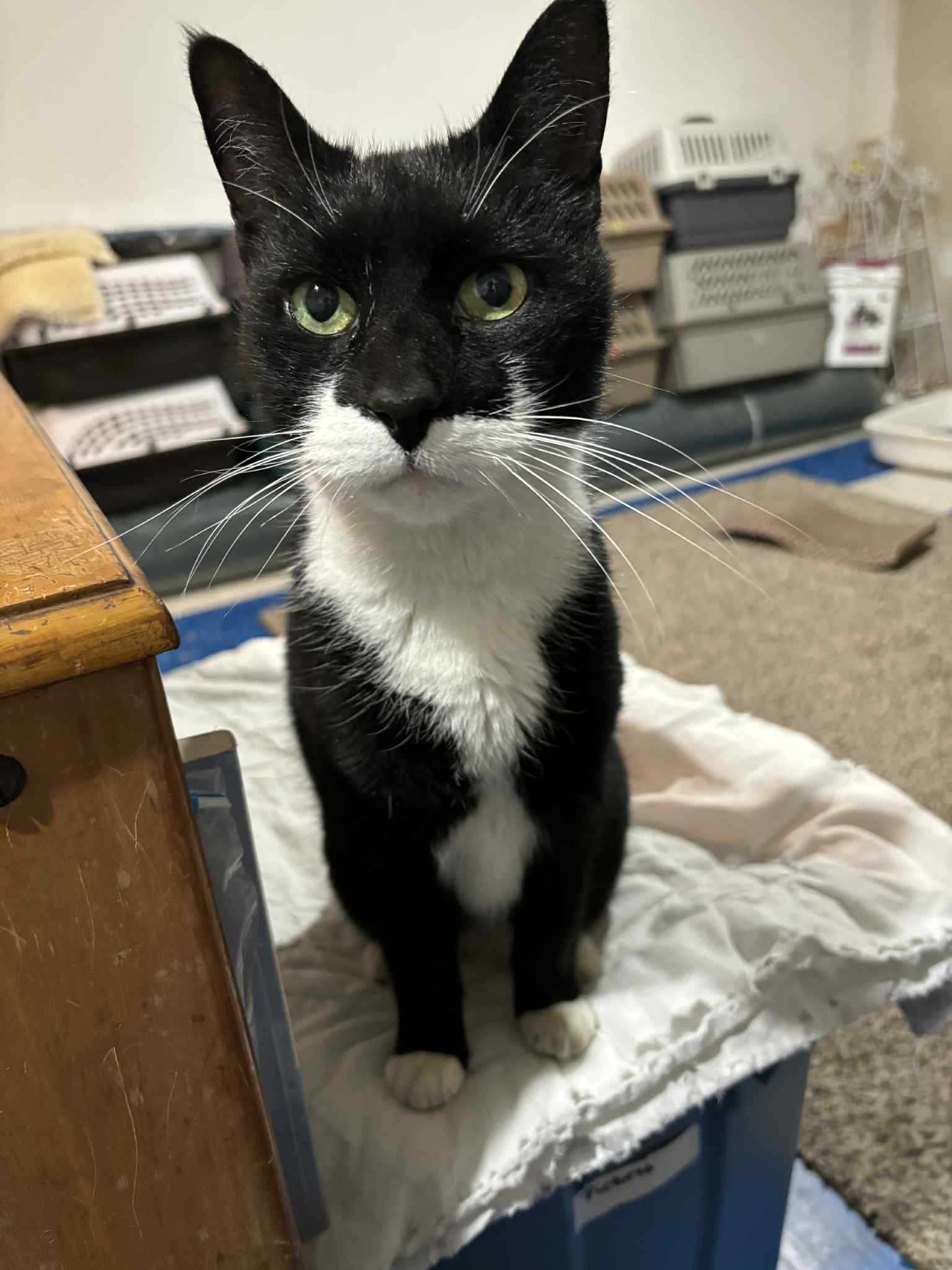 Buddy - Domestic Short Hair