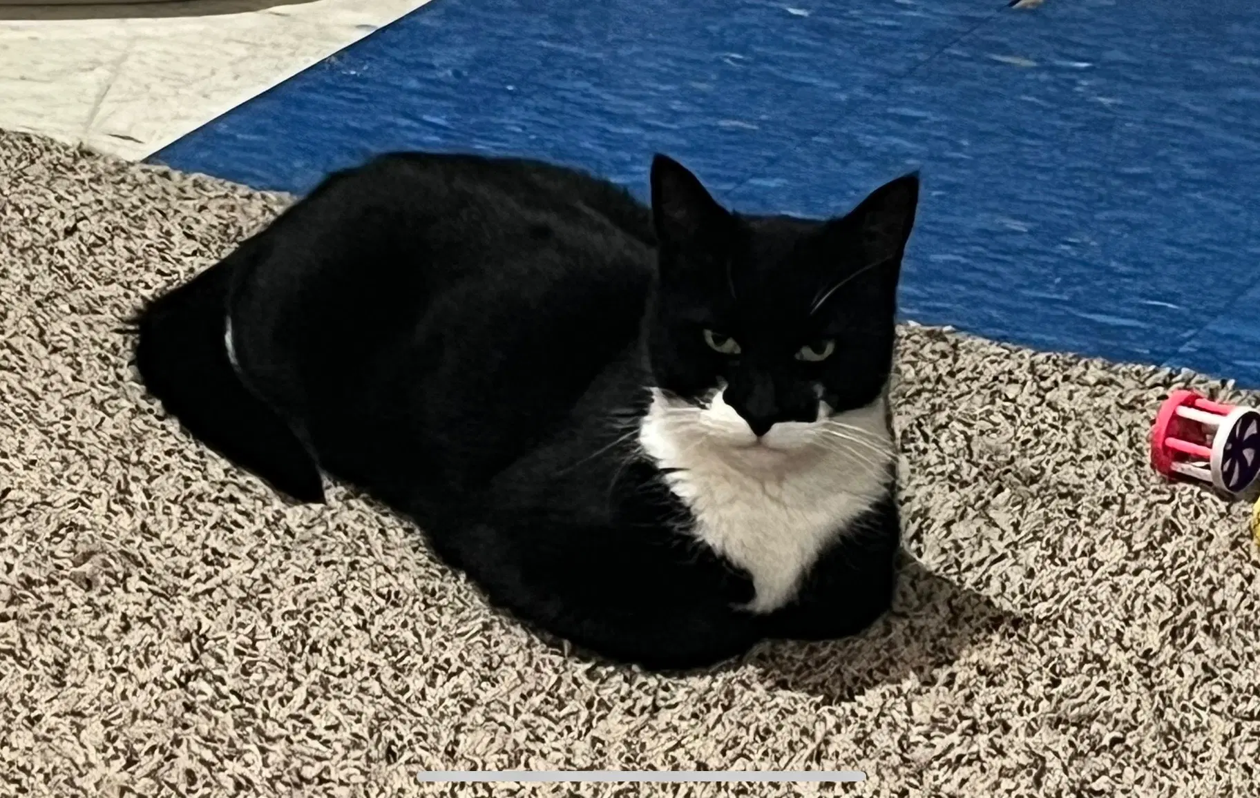 Buddy image 2