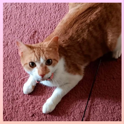 Sandy, an adoptable Domestic Short Hair in Lansdowne, PA