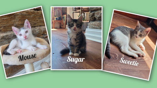 Sweetie, Sugar, and Mouse, an adoptable Domestic Medium Hair in Lansdowne, PA