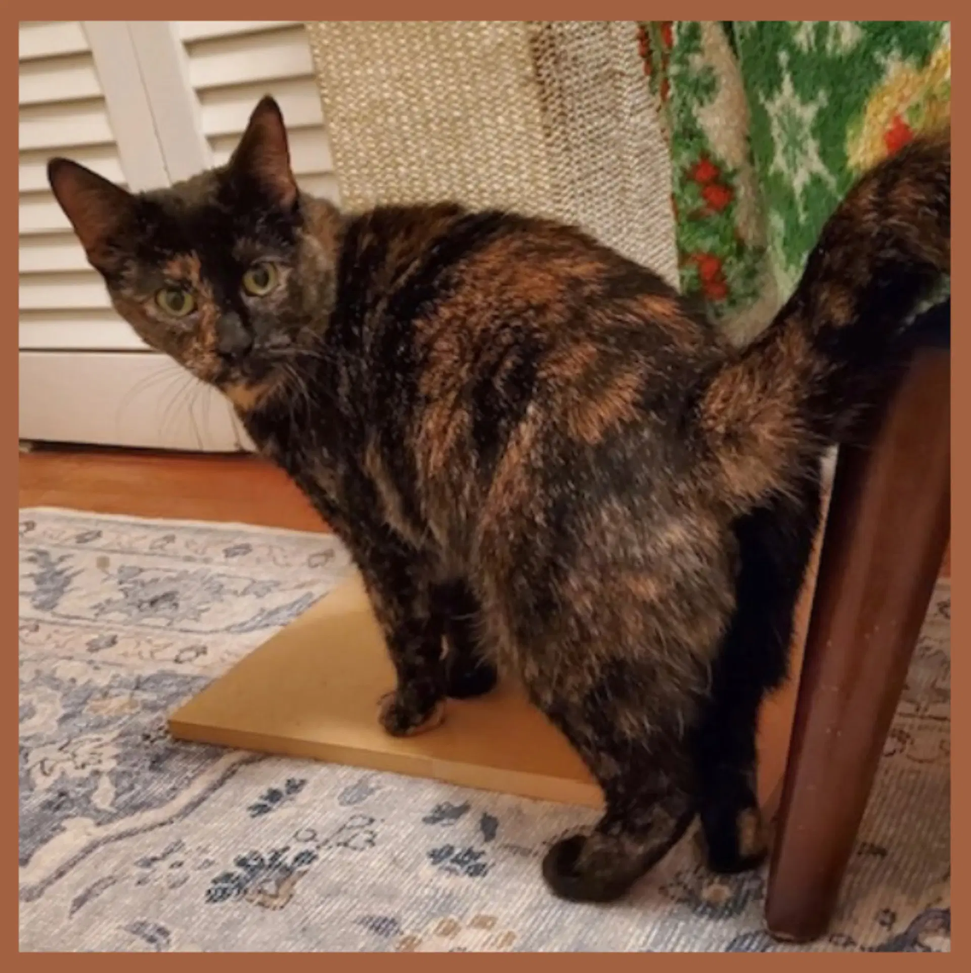 Aida Addie - Domestic Short Hair