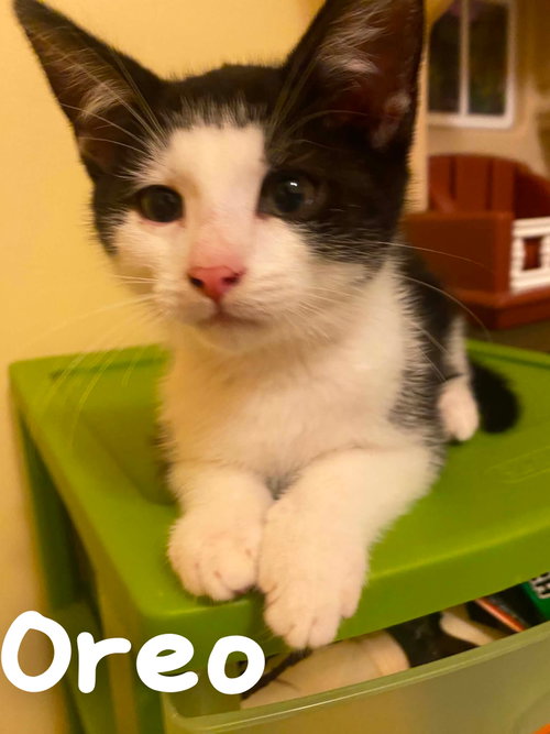 Oreo