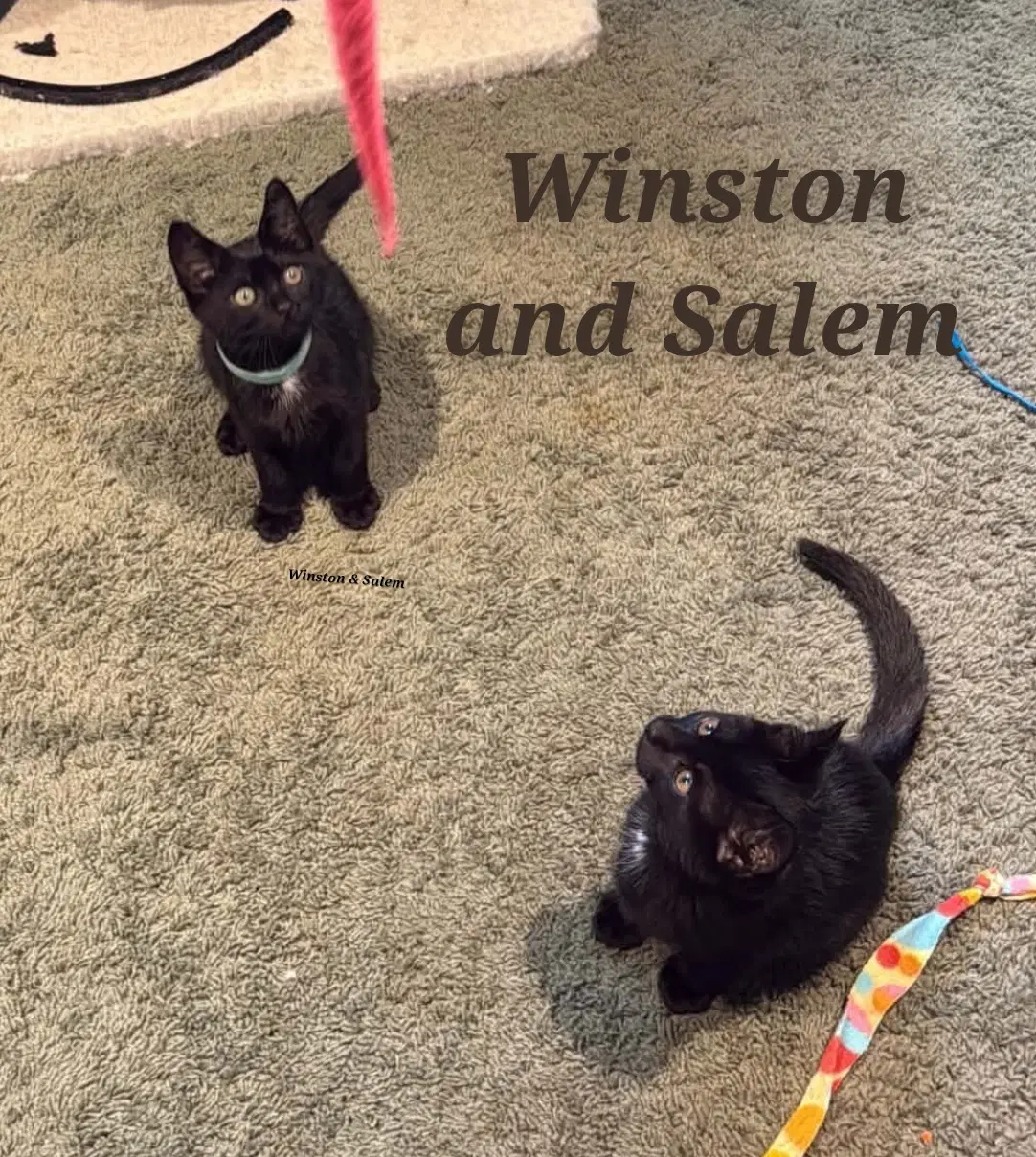 Winston  Salem - Domestic Short Hair