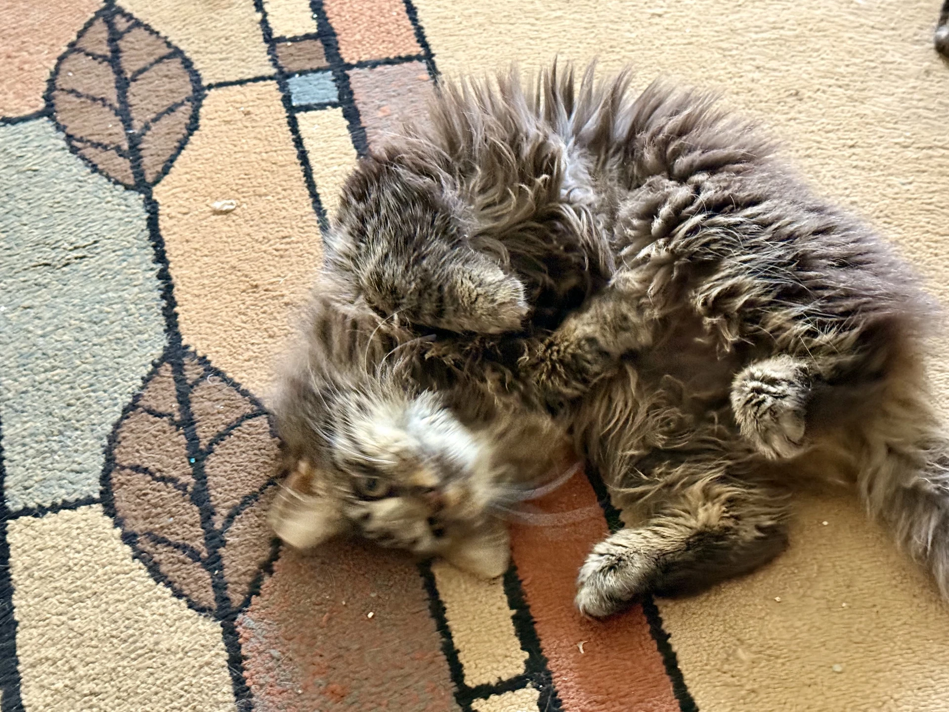 Meg