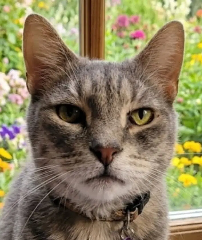 Sensei - Domestic Short Hair
