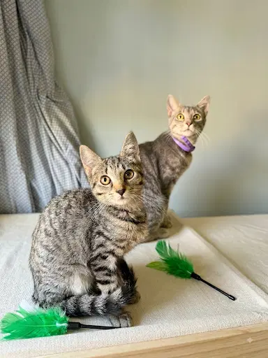Phoebe And Precious - Tabby