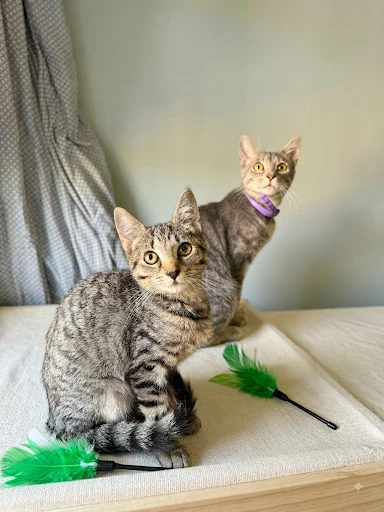 Phoebe And Precious