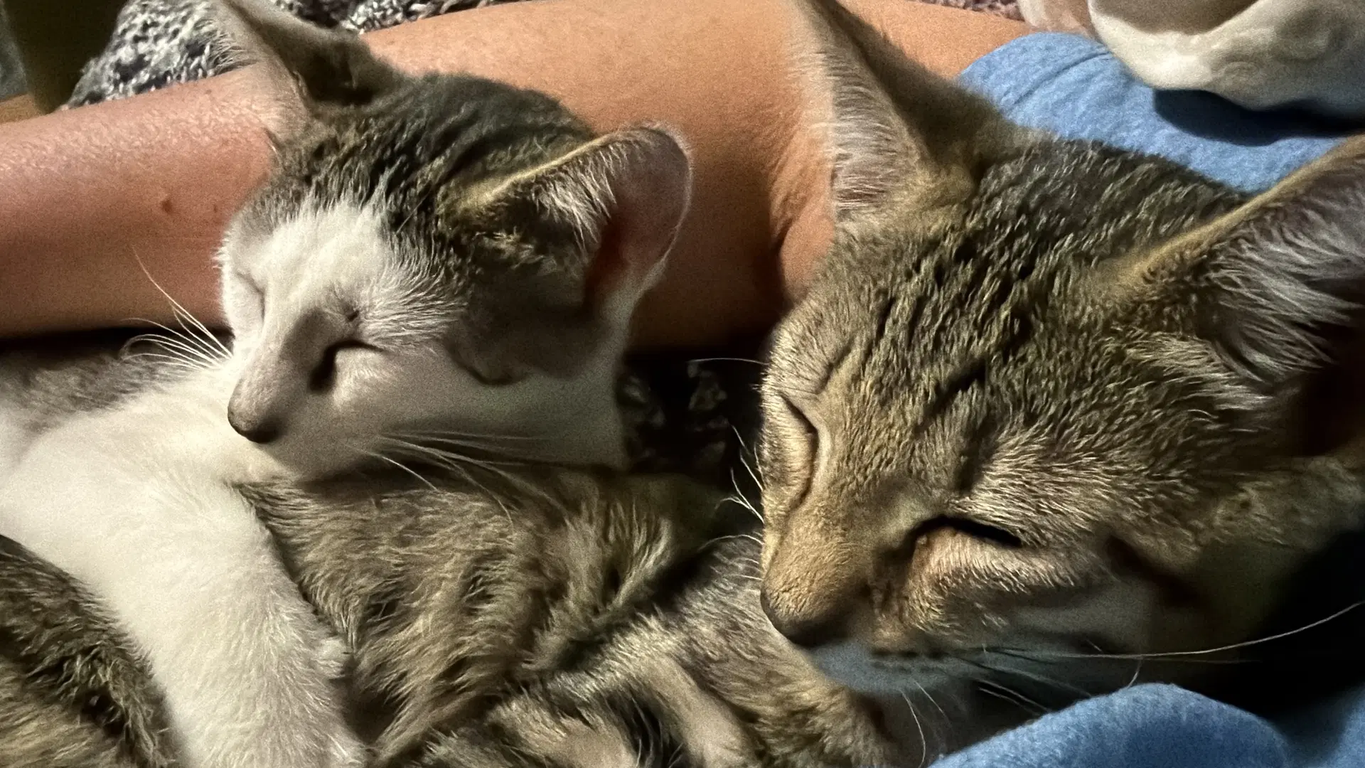 Jax And Charlotte image 1