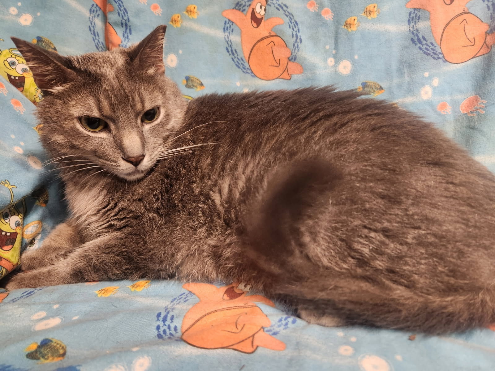 Arlie, Domestic Medium Hair