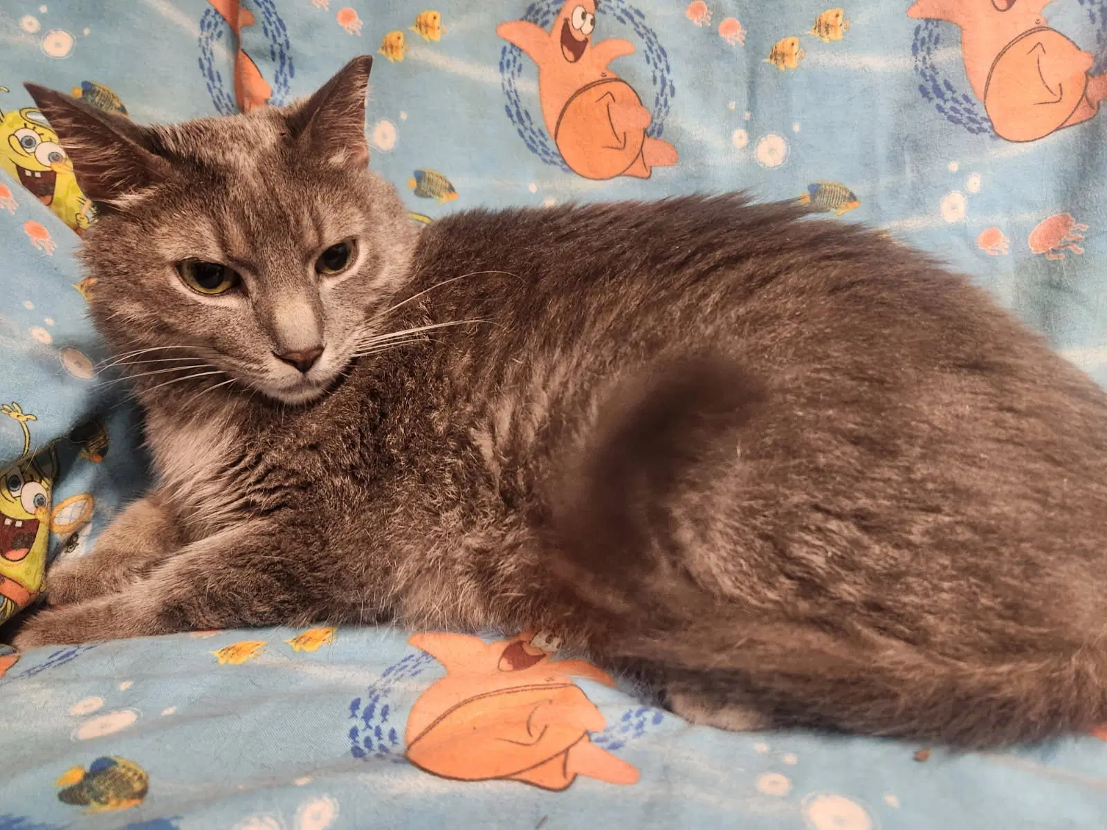 Arlie - Domestic Medium Hair