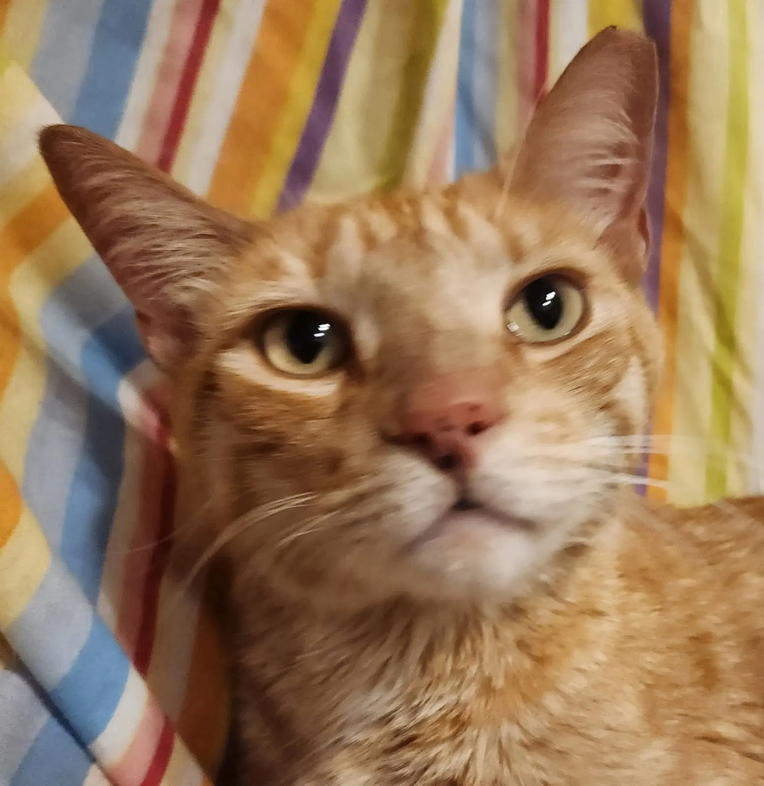 Bruce - Tabby