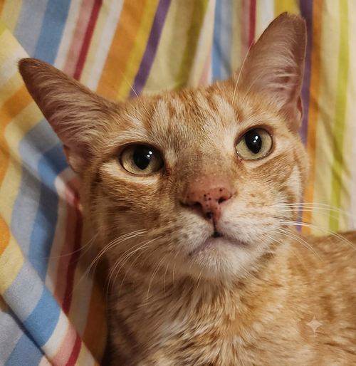 Bruce, a cat for adoption from Animal Friends of Lansdowne