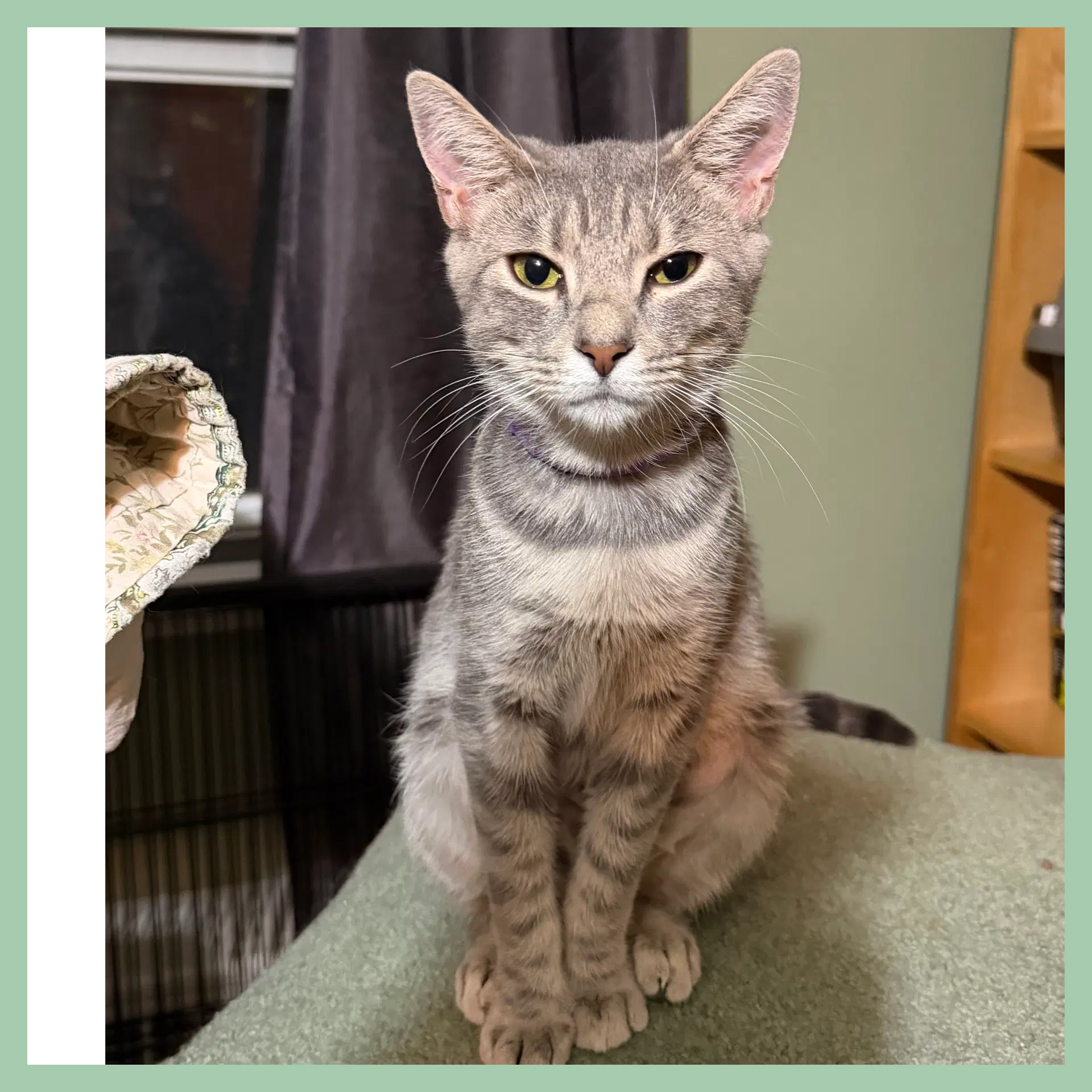 Phoebe - Domestic Short Hair