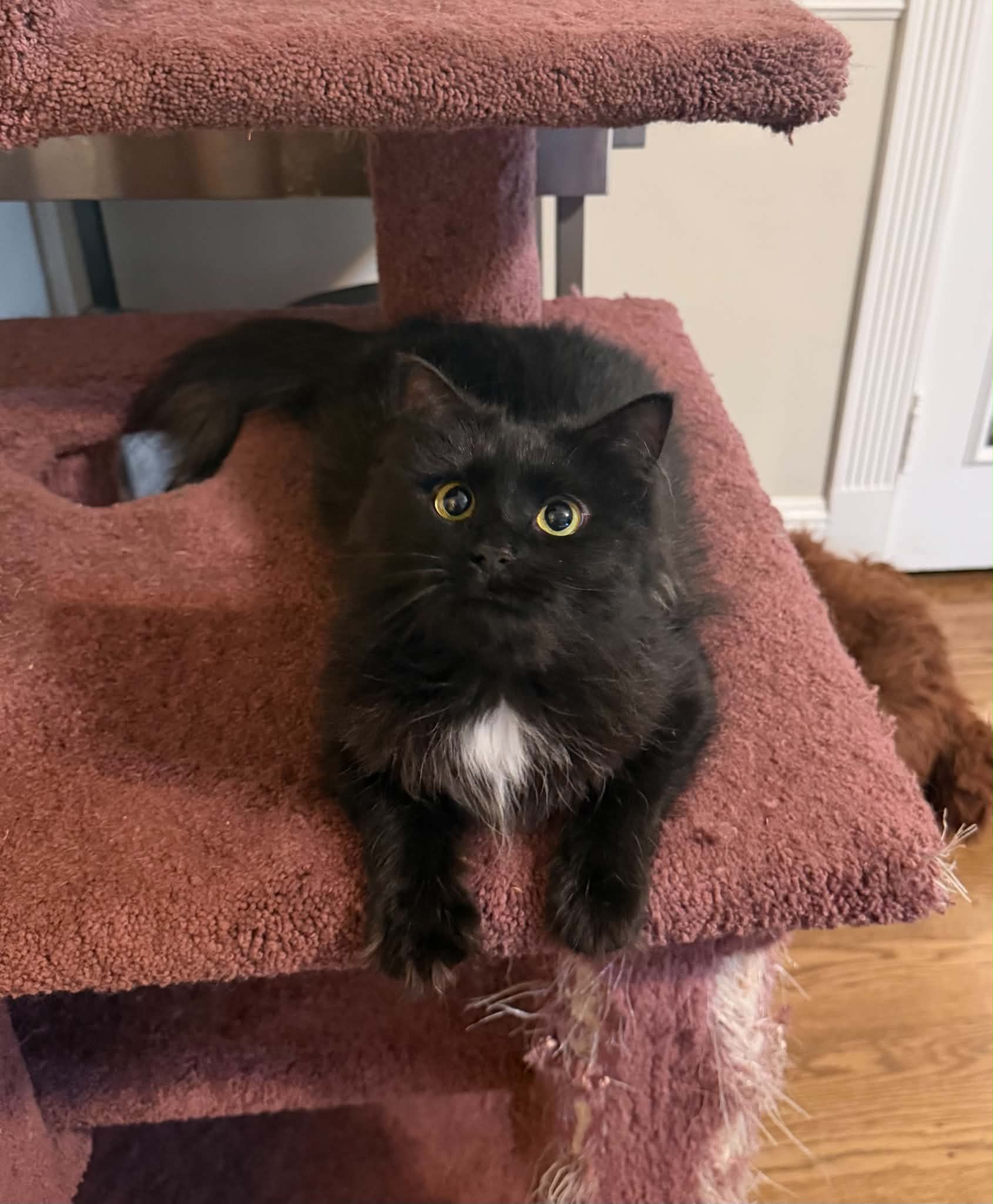 Foxy - Domestic Medium Hair