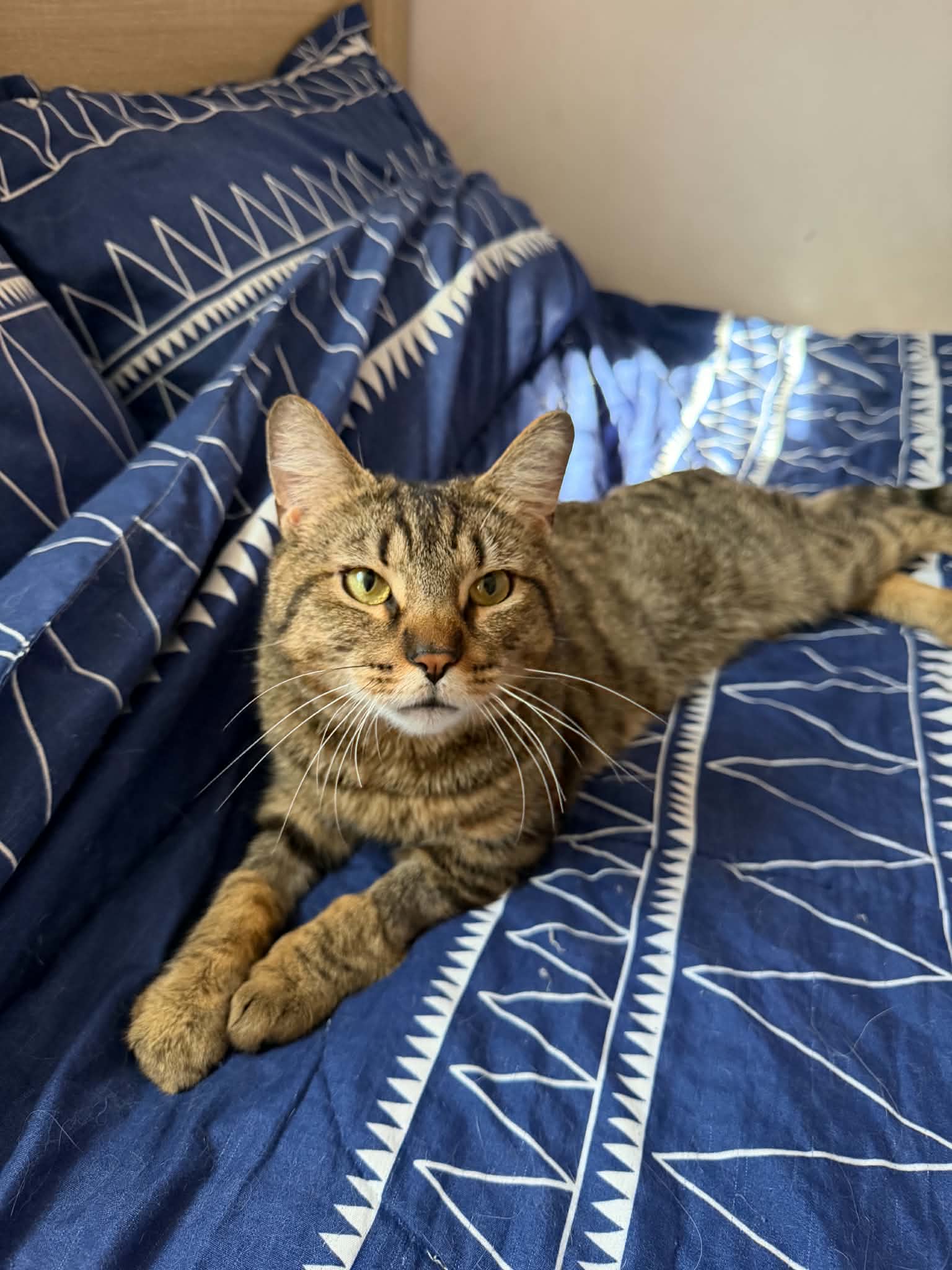 Orion - Tabby