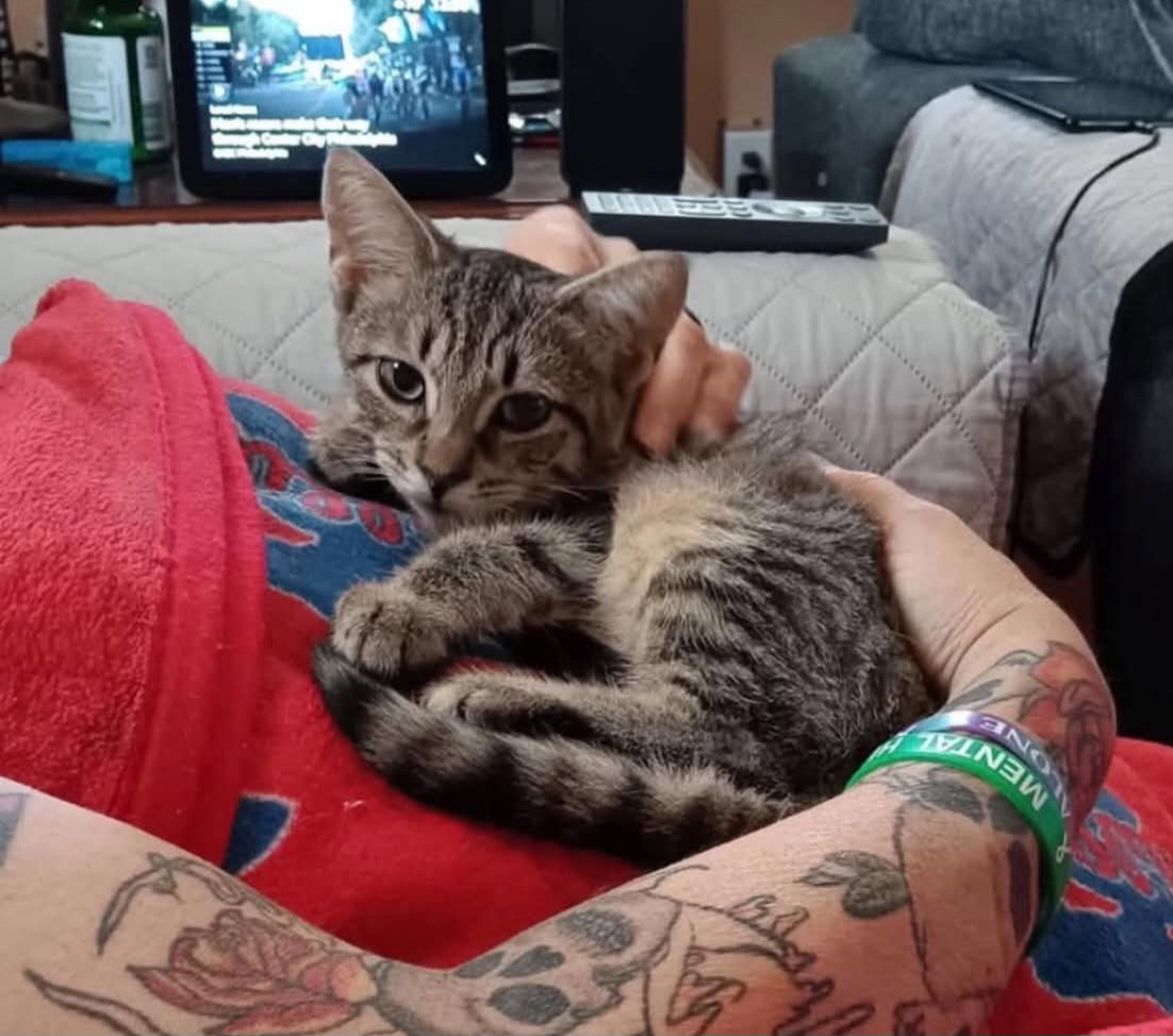 Munchkin, Tabby