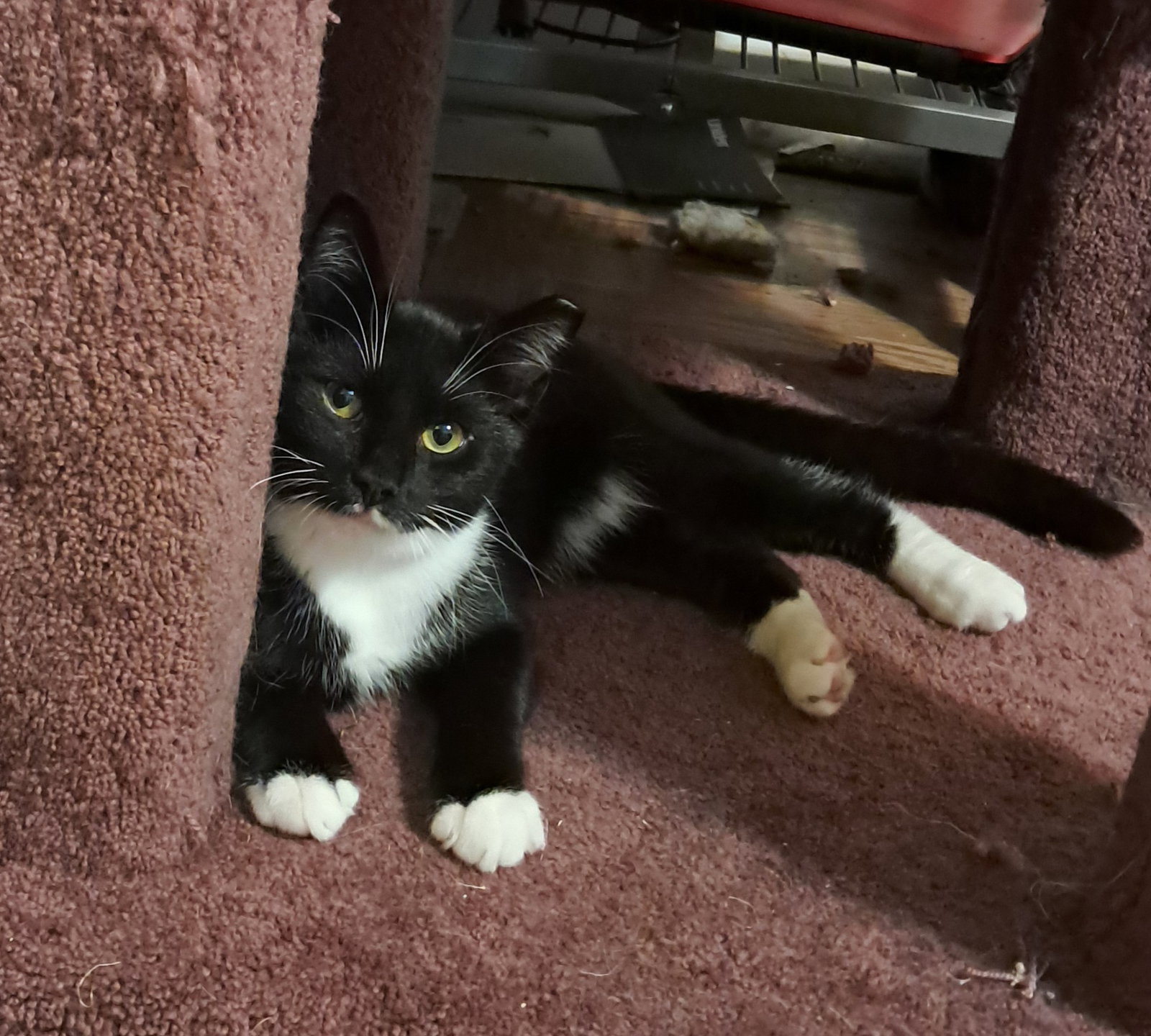 JoJo, Domestic Short Hair