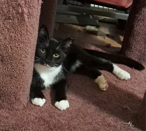 JoJo, a cat for adoption from Animal Friends of Lansdowne