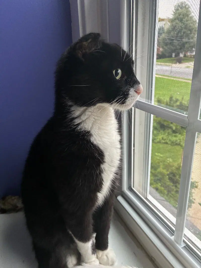 Mario - Domestic Short Hair